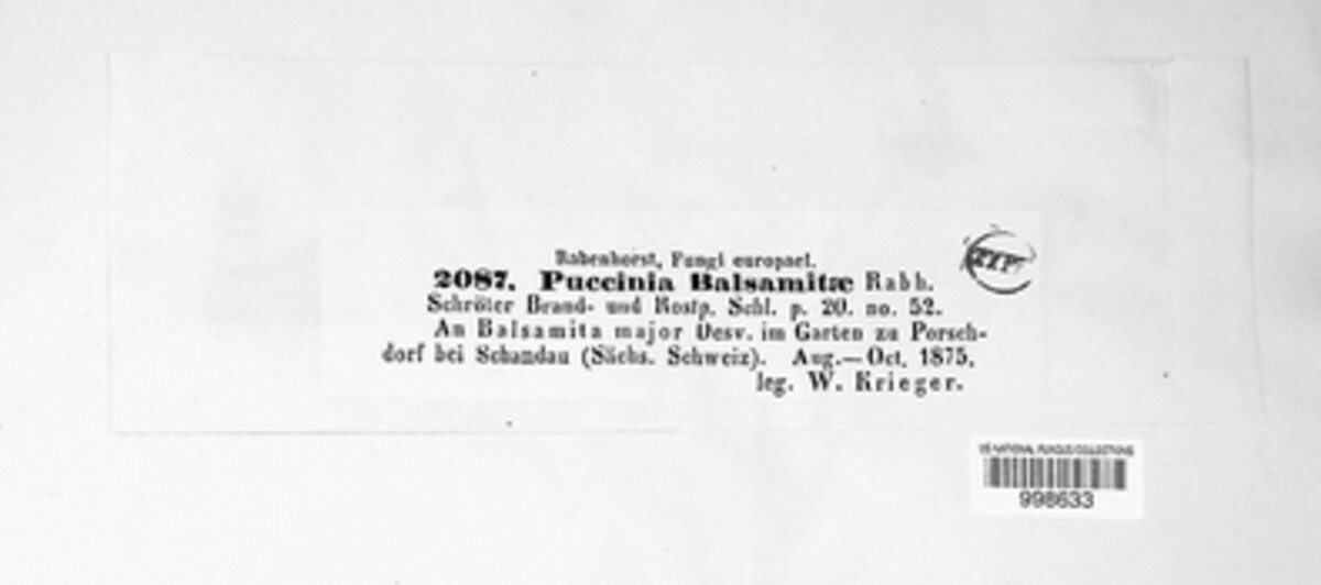 Puccinia balsamitae image